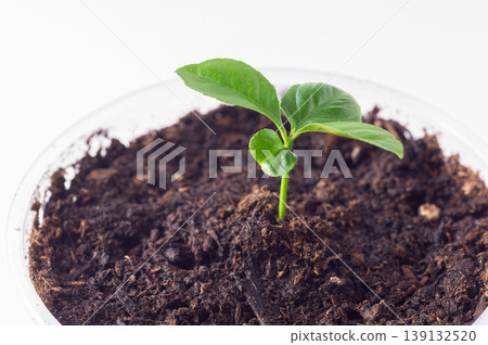 Young potted lemon tree, close-up, side view. Garden concept. Young potted lemon tree, close-up, side view. Garden concept. 139132520