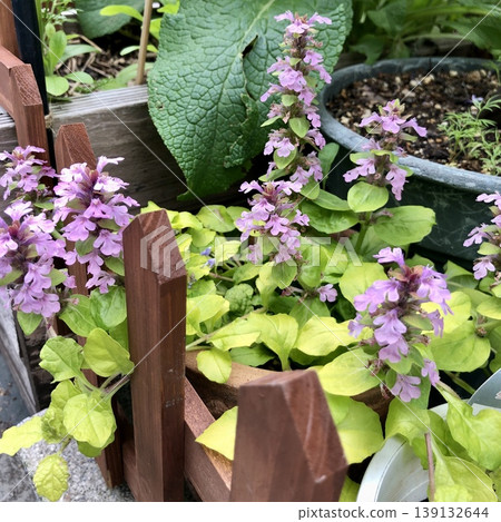 Ajuga Pink 139132644