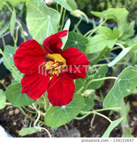 金蓮花紅色花 139132647