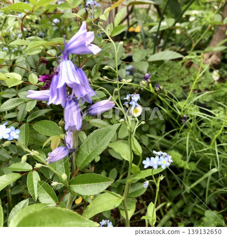 席勒（紫色） 139132650