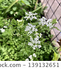細葉芹花 139132651