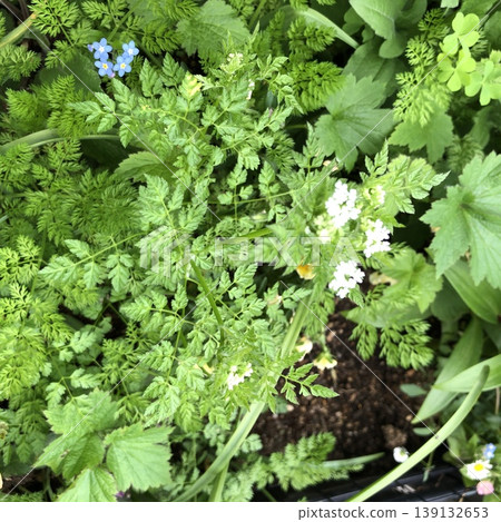 細葉芹（勿忘我） 139132653