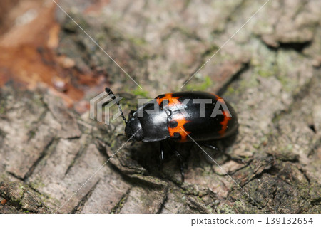 在倒下的樹上發現了一隻屬於 *Anoplophora* 屬的甲蟲,黑色背景上有四個紅色斑紋(日本昆蟲生態微距攝影)。 在倒下的樹上發現了一隻屬於 *Anoplophora* 屬的甲蟲,黑色背景上有四個紅色斑紋(日本昆蟲生態微距攝影)。 139132654