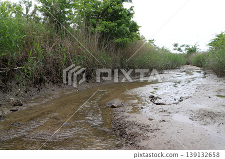 On the Yodogawa River embankment, which is affected by brackish water (Yodogawa Ward, Osaka City, Osaka Prefecture) On the Yodogawa River embankment, which is affected by brackish water (Yodogawa Ward, Osaka City, Osaka Prefecture) 139132658