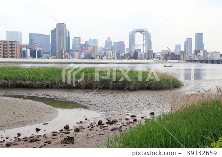 On the Yodogawa River embankment, which is affected by brackish water (Yodogawa Ward, Osaka City, Osaka Prefecture) 139132659