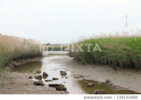 On the Yodogawa River embankment, which is affected by brackish water (Yodogawa Ward, Osaka City, Osaka Prefecture) On the Yodogawa River embankment, which is affected by brackish water (Yodogawa Ward, Osaka City, Osaka Prefecture) 139132660
