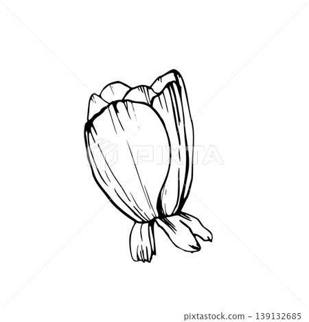 Anemone flower half open bud with folded petals and leaves. Hand drawn vector drawing line art with black ink outlines. Fine Line Anemone illustration for floral packaging, tattoos and botanical print 139132685