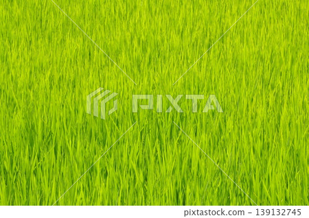 Rice swaying in the wind Rice swaying in the wind 139132745