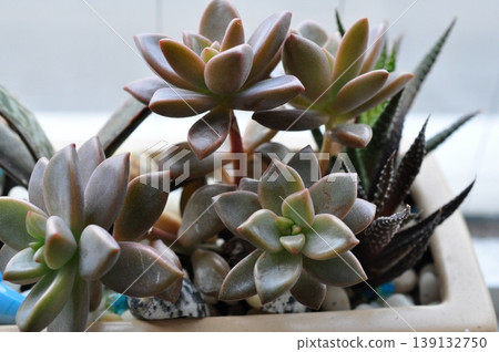 種植多肉植物 139132750