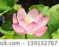 風景與蓮花 139132767
