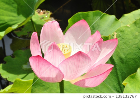 風景與蓮花 139132767
