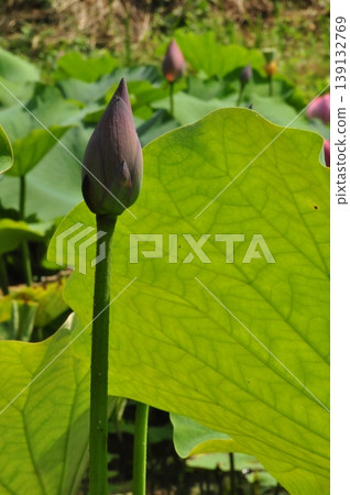 蓮花芽 139132769