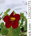 Nasturtium 139132775