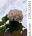 Odemari 139132801