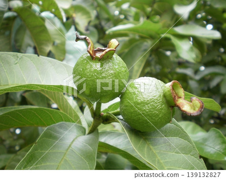 two guava fruits on a tree two guava fruits on a tree 139132827