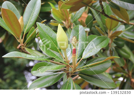 frangipani bud on a tree frangipani bud on a tree 139132830