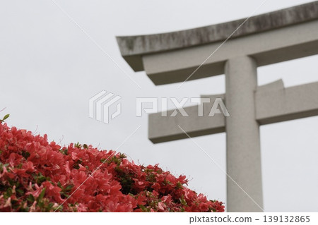 長岡天滿宮的大鳥居與霧島杜鵑：京都的春日景色。 139132865