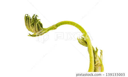 Udo (Japanese spikenard), a spring wild vegetable, cooking ingredient, transparent background. Udo (Japanese spikenard), a spring wild vegetable, cooking ingredient, transparent background. 139133003