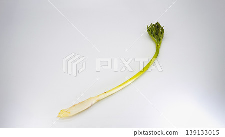 Udo (Japanese spikenard), a spring wild vegetable, on a white background, a cooking ingredient. 139133015
