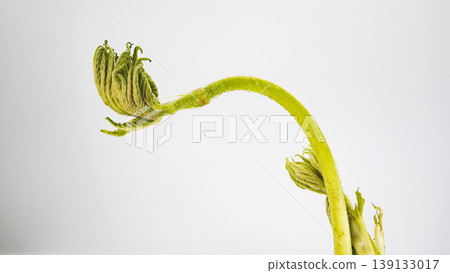 Udo (Japanese spikenard), a spring wild vegetable, on a white background, a cooking ingredient. 139133017