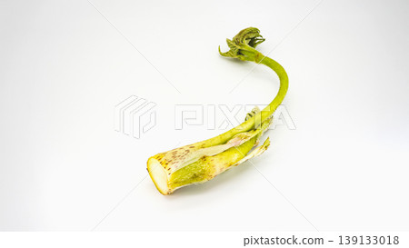 Udo (Japanese spikenard), a spring wild vegetable, on a white background, a cooking ingredient. 139133018