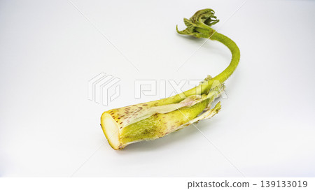 Udo (Japanese spikenard), a spring wild vegetable, on a white background, a cooking ingredient. Udo (Japanese spikenard), a spring wild vegetable, on a white background, a cooking ingredient. 139133019
