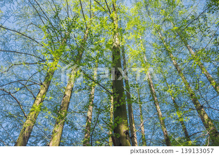 Fresh green Metasequoia trees Fresh green Metasequoia trees 139133057