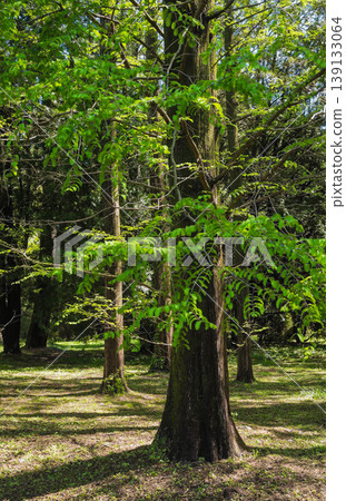 Fresh green Metasequoia trees Fresh green Metasequoia trees 139133064