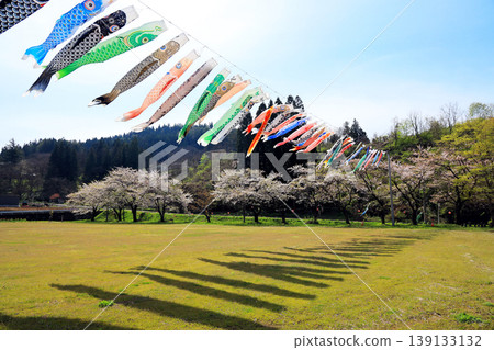 Carp streamers and cherry blossom trees swimming in the spring blue sky | Scenery of Kitashiobara Village, Fukushima Prefecture Carp streamers and cherry blossom trees swimming in the spring blue sky | Scenery of Kitashiobara Village, Fukushima Prefecture 139133132