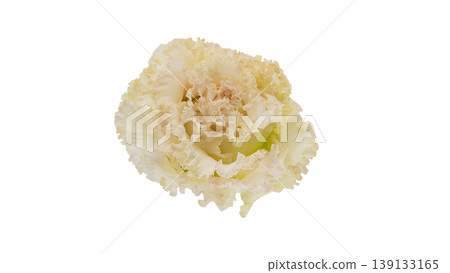 White lisianthus, transparent background, macro photography, flower material. White lisianthus, transparent background, macro photography, flower material. 139133165