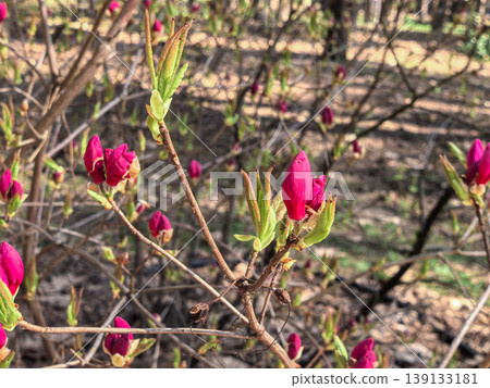 Pink Buds of Rhododendron Albrechtii in Early Spring Pink Buds of Rhododendron Albrechtii in Early Spring 139133181
