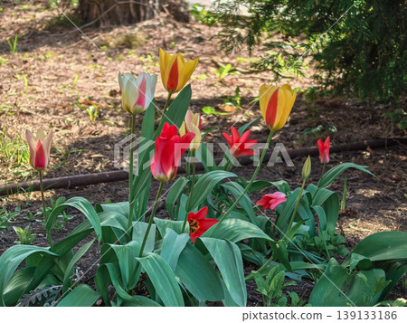 Vibrant Multicolored Tulips Tulipa in Spring Garden Sunlight 139133186