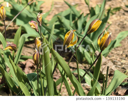 Wild Tulipa sylvestris yellow blooms in spring garden Wild Tulipa sylvestris yellow blooms in spring garden 139133190