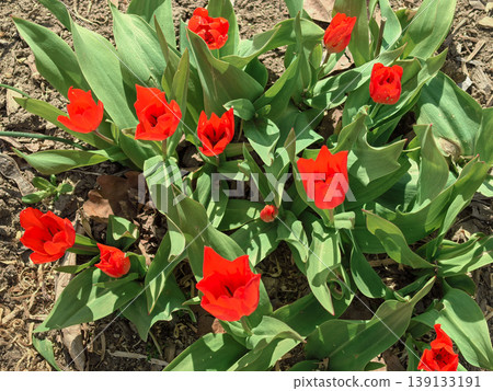 Tulipa praestans van Tubergen red spring tulips in garden 139133191