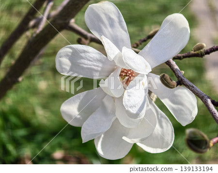 Macro View of Open White Magnolia Stellata Royal Star Flower Macro View of Open White Magnolia Stellata Royal Star Flower 139133194