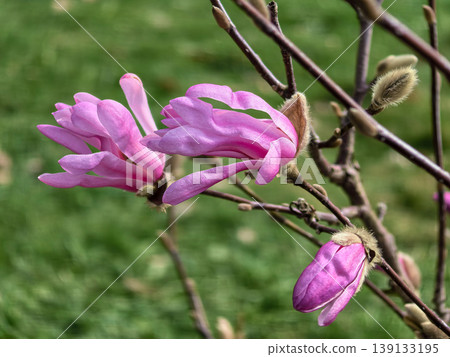 Pink Magnolia Stellata Leonard Messel Buds Opening in Spring Pink Magnolia Stellata Leonard Messel Buds Opening in Spring 139133195