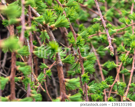 Macro Shot of New Green Needles on Larix decidua Pendula Branch Macro Shot of New Green Needles on Larix decidua Pendula Branch 139133198
