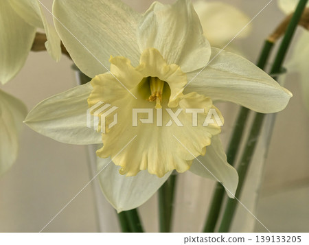 Close Up of White Gertie Millar Narcissus Daffodil Flower with Pale Yellow Trumpet 139133205