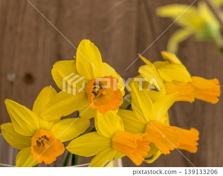 Yellow and Orange Jetfire Narcissus Daffodil Flowers in a Spring Bouquet 139133206