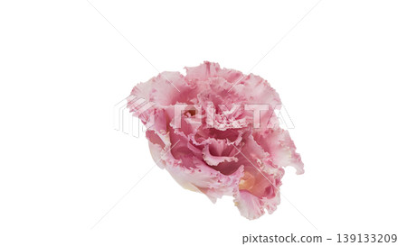 Pink lisianthus, transparent background, macro photography, flower material. Pink lisianthus, transparent background, macro photography, flower material. 139133209