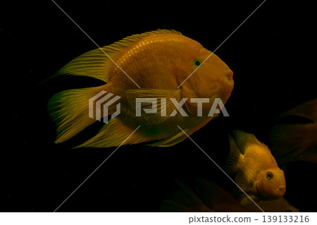 The hybrid red parrot cichlid stands out for its bright color in this well-maintained and clean aquarium environment. The hybrid red parrot cichlid stands out for its bright color in this well-maintained and clean aquarium environment. 139133216