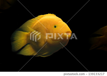 The hybrid red parrot cichlid stands out for its bright color in this well-maintained and clean aquarium environment. The hybrid red parrot cichlid stands out for its bright color in this well-maintained and clean aquarium environment. 139133217