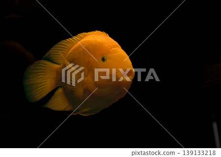 The hybrid red parrot cichlid stands out for its bright color in this well-maintained and clean aquarium environment. 139133218