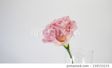Pink lisianthus on a white background, macro photography, floral material. Pink lisianthus on a white background, macro photography, floral material. 139133233
