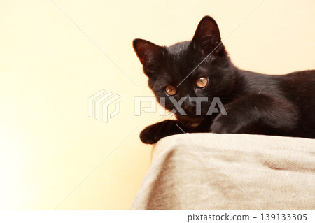 Nice Kitten Nice Kitten 139133305