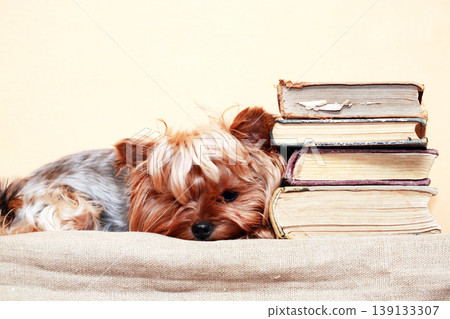 Clever Dog 139133307