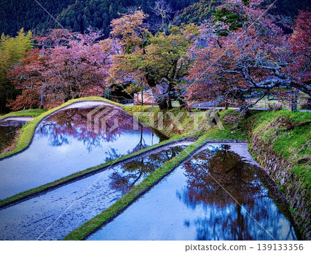 櫻花三面 櫻花三面 139133356