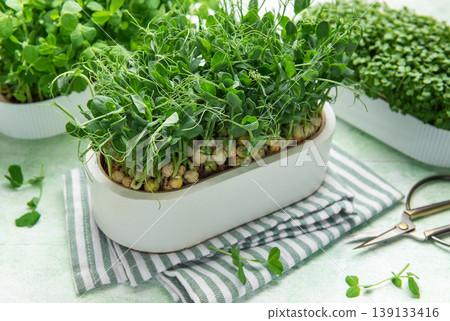 Microgreens growing in container, cultivating healthy organic vegetable food Microgreens growing in container, cultivating healthy organic vegetable food 139133416