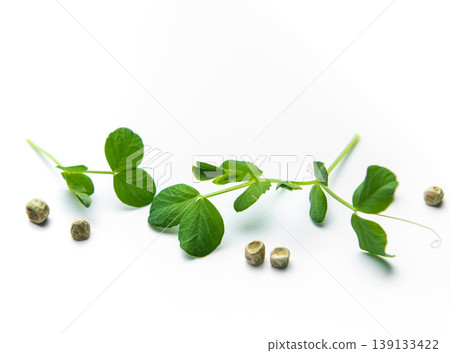 Pea microgreens stem and dried seeds on white background Pea microgreens stem and dried seeds on white background 139133422