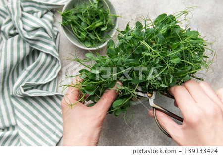 Hands harvesting fresh green pea microgreens with scissors Hands harvesting fresh green pea microgreens with scissors 139133424